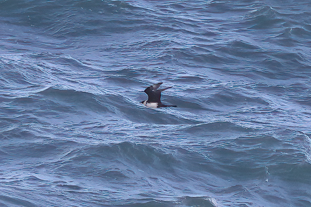 Pomarine skua
